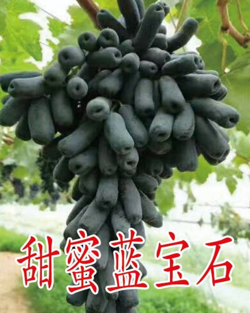 2公分葡萄苗，3公分葡萄苗，4公分葡萄苗