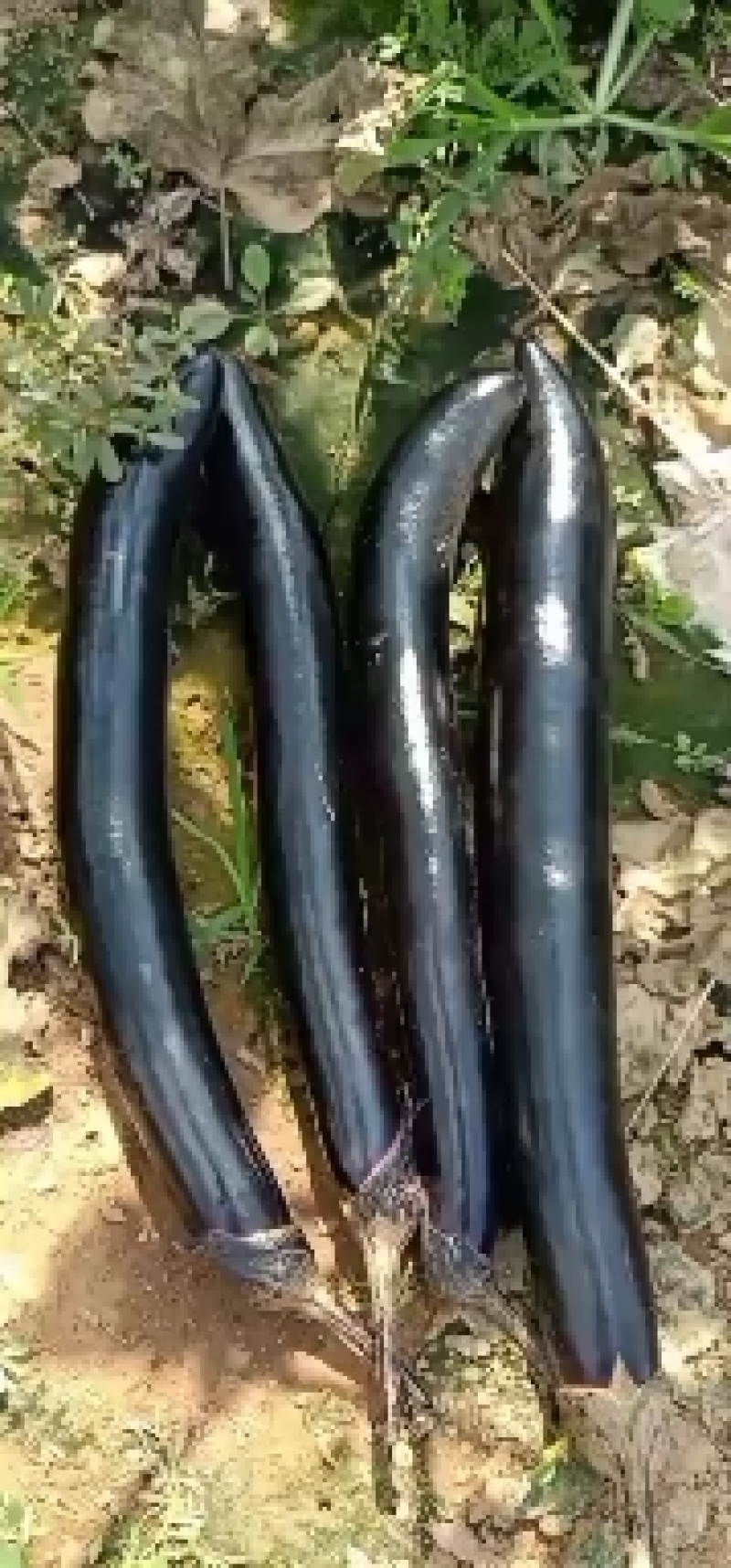 山东长茄跑市场加工厂都可以欢迎洽谈