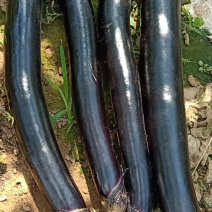 山东长茄跑市场加工厂都可以欢迎洽谈