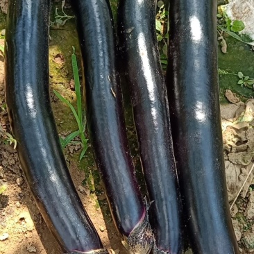 山东长茄跑市场加工厂都可以欢迎洽谈