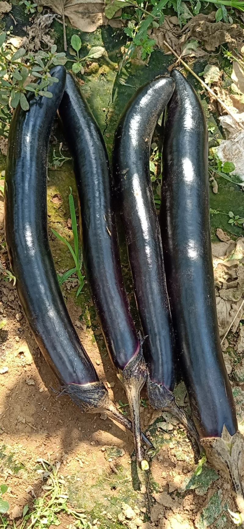 山东长茄跑市场加工厂都可以欢迎洽谈