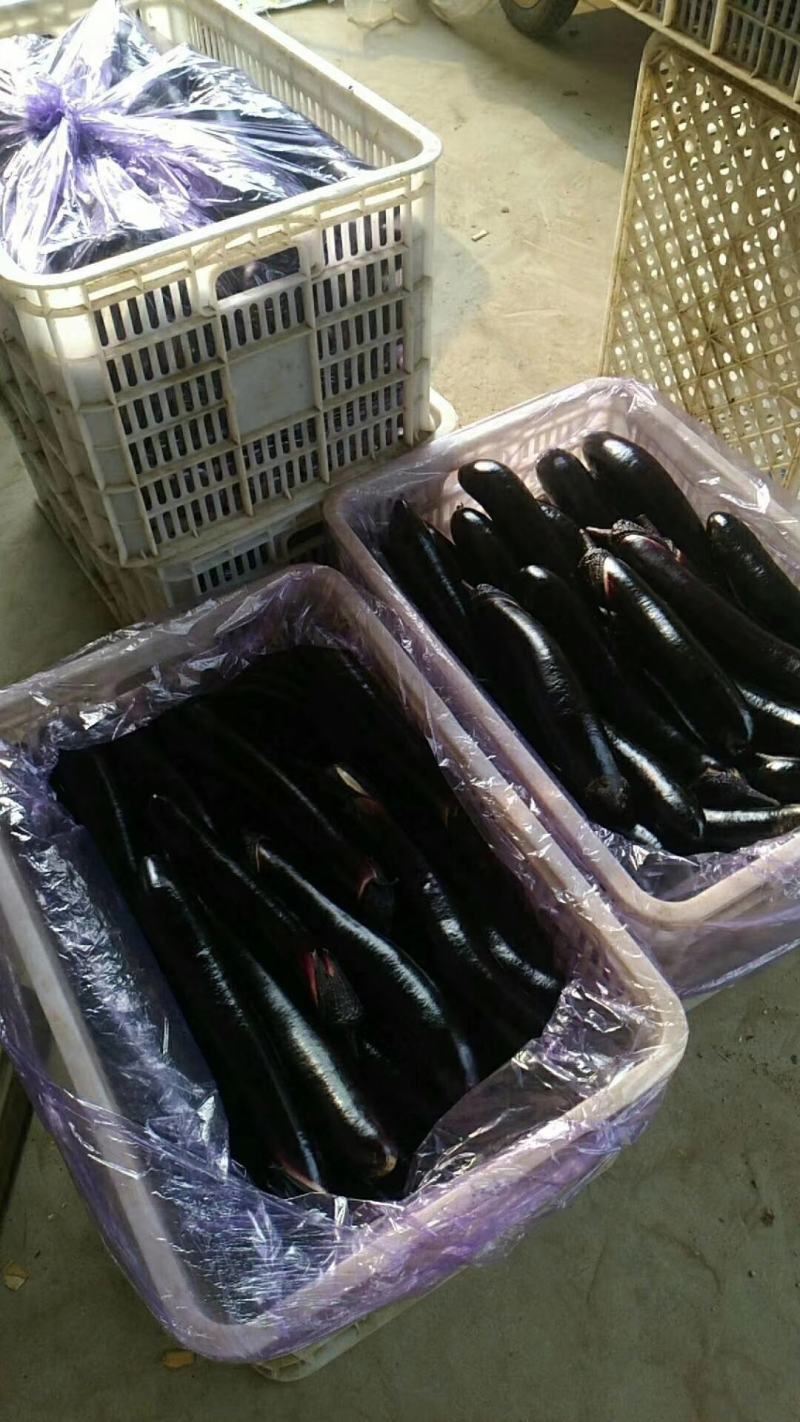 山东长茄跑市场加工厂都可以欢迎洽谈