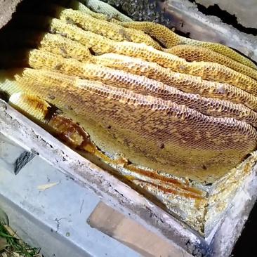 清河农业士峰场棒棒槽土峰蜜