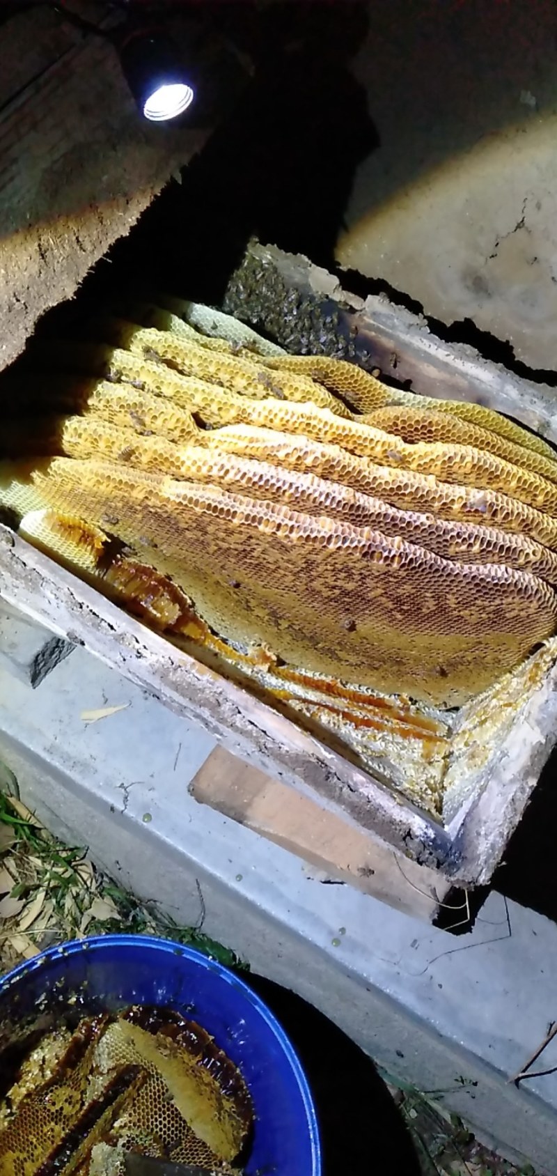 清河农业士峰场棒棒槽土峰蜜