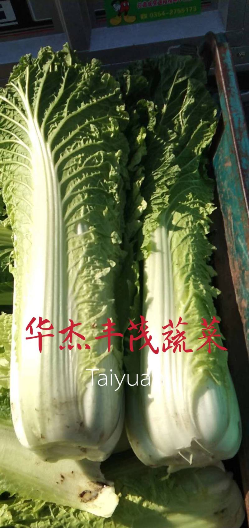 秋绿60白菜青麻叶白菜（袋装、散装）产地批发