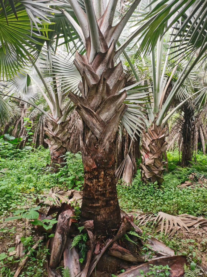 精品棕树霸王棕现货漳州棕榈树种植基地苗农一手货源充足