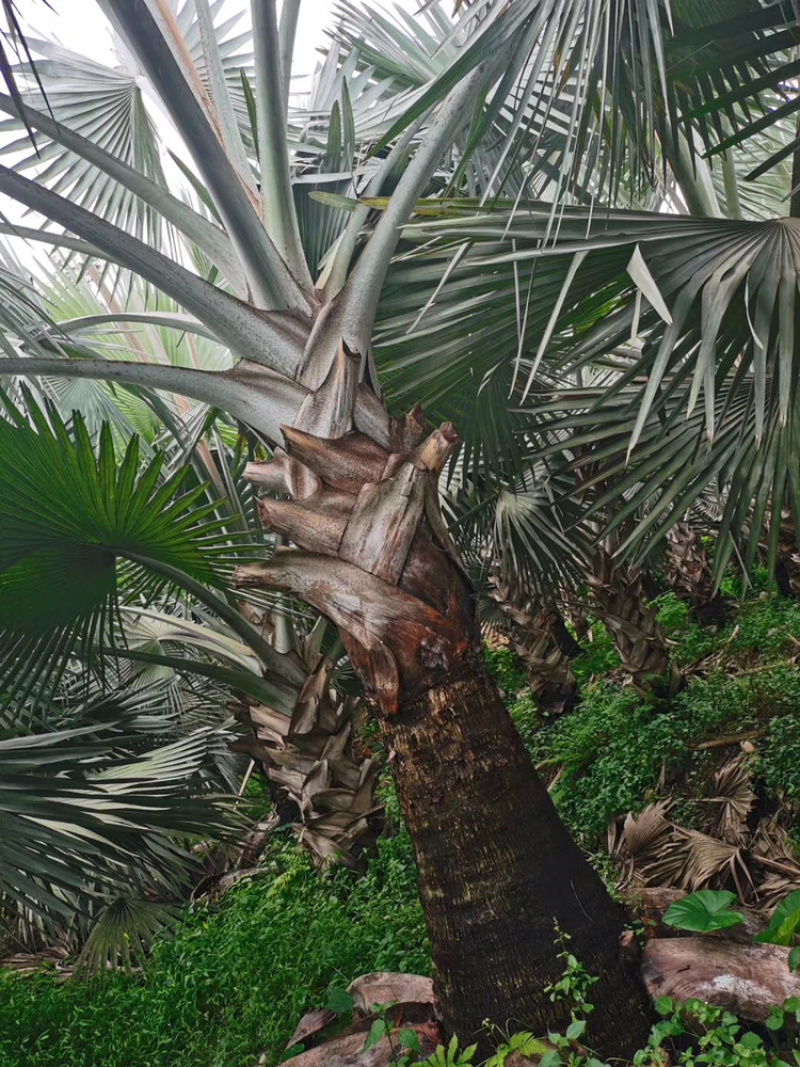 精品棕树霸王棕现货漳州棕榈树种植基地苗农一手货源充足