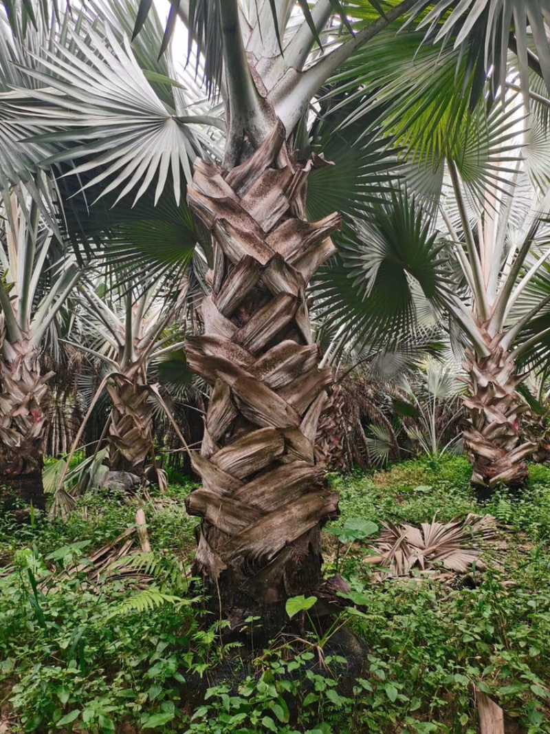 精品棕树霸王棕现货漳州棕榈树种植基地苗农一手货源充足