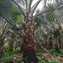 精品棕树霸王棕现货漳州棕榈树种植基地苗农一手货源充足
