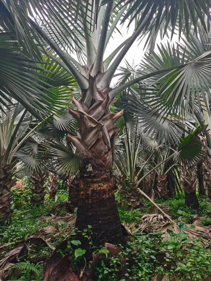 精品棕树霸王棕现货漳州棕榈树种植基地苗农一手货源充足