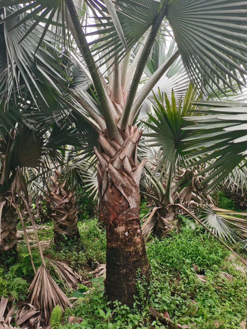 精品棕树霸王棕现货漳州棕榈树种植基地苗农一手货源充足