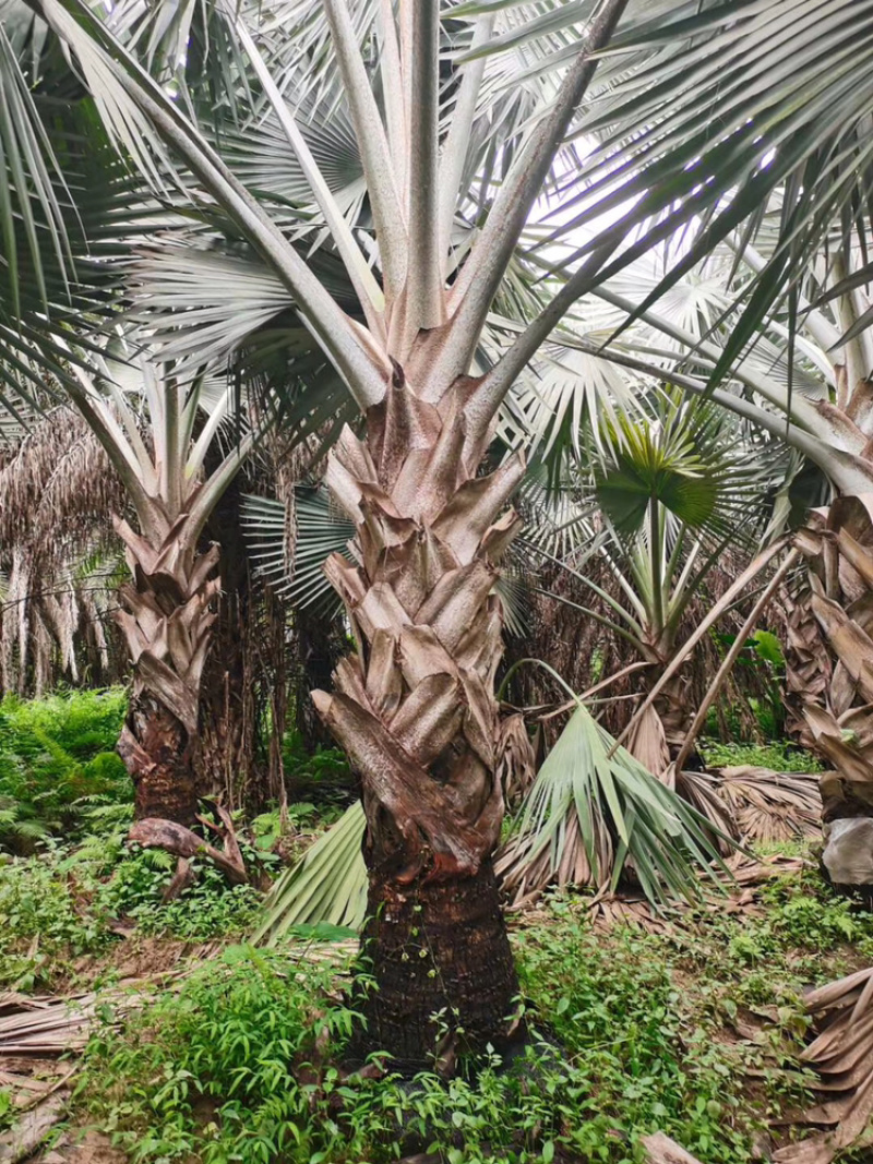 精品棕树霸王棕现货漳州棕榈树种植基地苗农一手货源充足