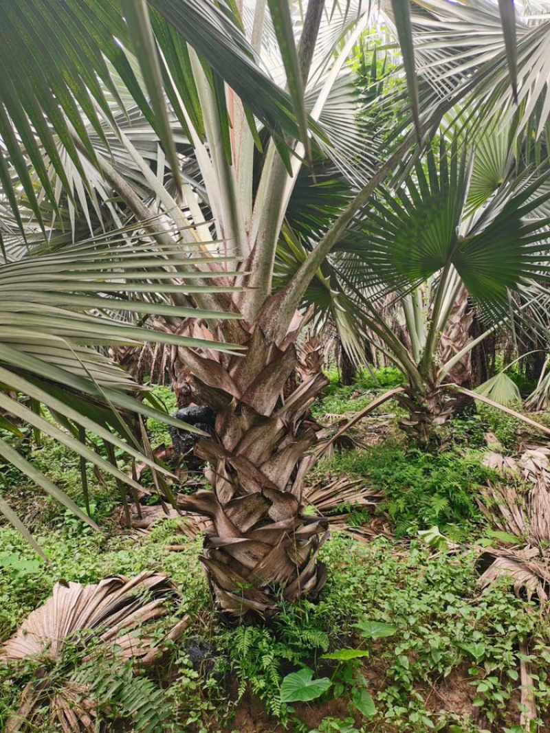 精品棕树霸王棕现货漳州棕榈树种植基地苗农一手货源充足