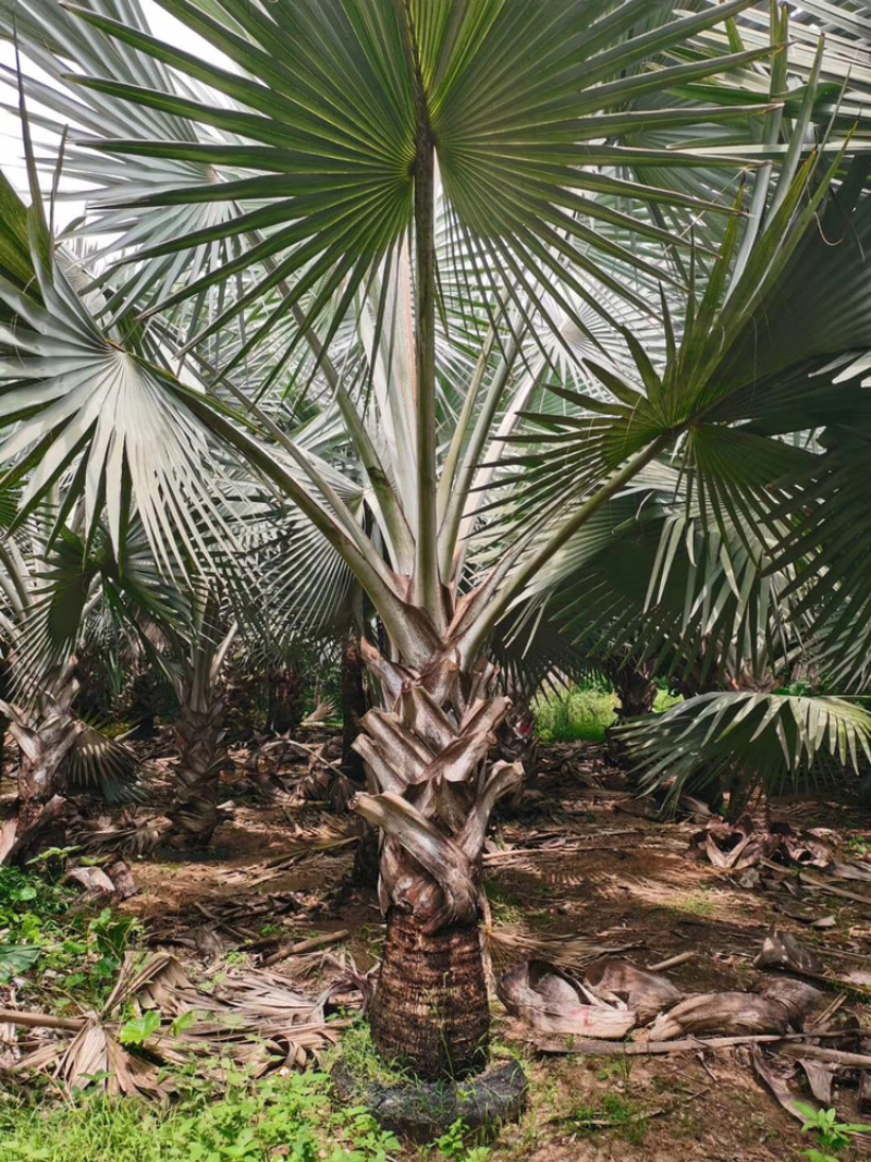 精品棕树霸王棕现货漳州棕榈树种植基地苗农一手货源充足