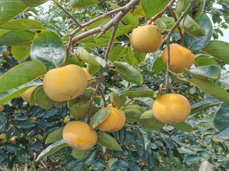 陕西阳丰脆柿甜柿果个大，果面好，万亩脆柿大量上市