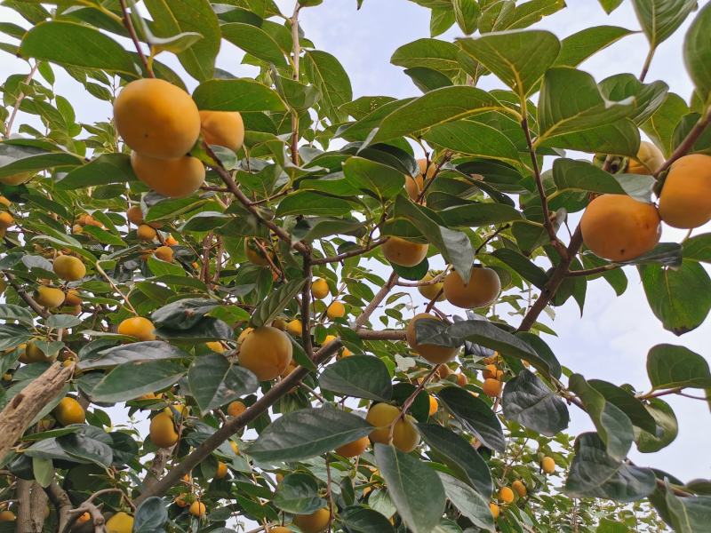 陕西阳丰脆柿甜柿果个大，果面好，万亩脆柿大量上市