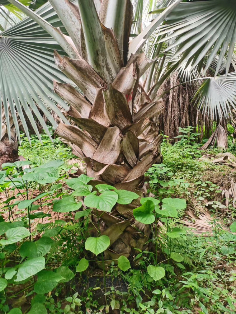 精品棕树霸王棕现货漳州棕榈树种植基地苗农一手货源充足