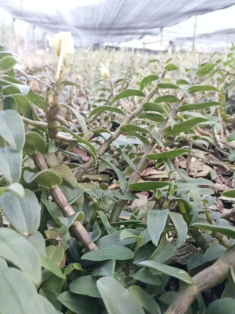 铁皮石斛鲜条