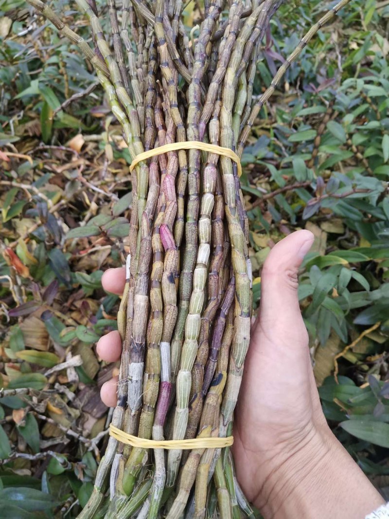 铁皮石斛鲜条