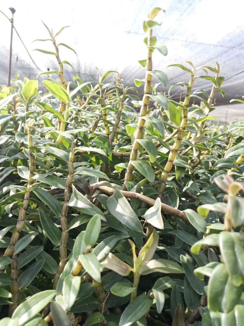 铁皮石斛鲜条