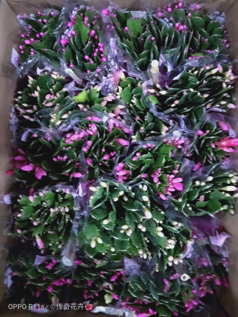 蟹爪兰【基地直供】110规格混色装花苞多色泽艳丽易养