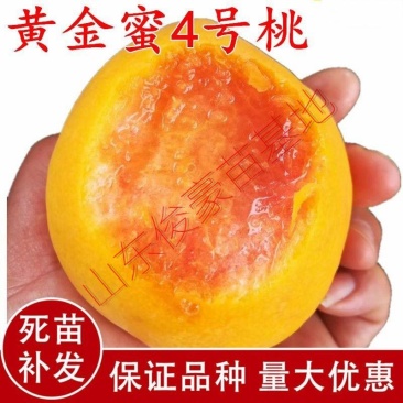 嫁接新品早熟特大黄金蜜桃树苗锦绣黄桃苗晚熟纯甜南北方种植