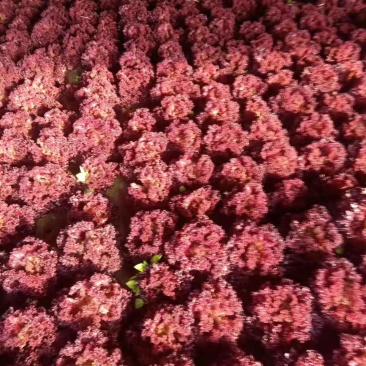 紫叶生菜