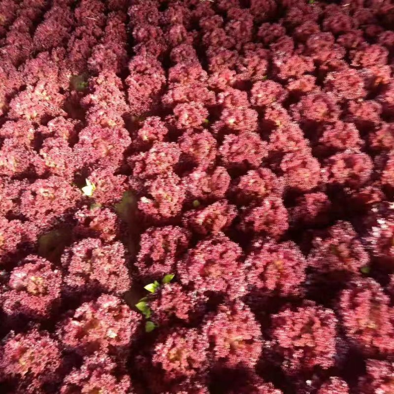紫叶生菜