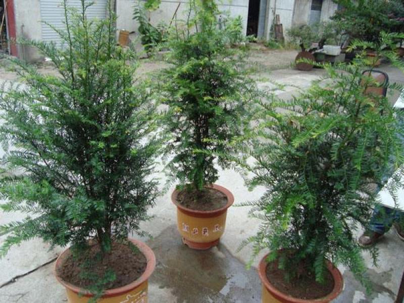 曼地亚杉树苗各种规格均有基地直发保质保量现挖现发