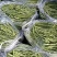 精品无筋豆现以大量上市，全国均可发货