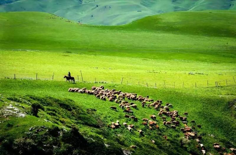 内蒙古苏尼特羊肉，肉香无膻味，每天现宰，牧场直供，正规厂