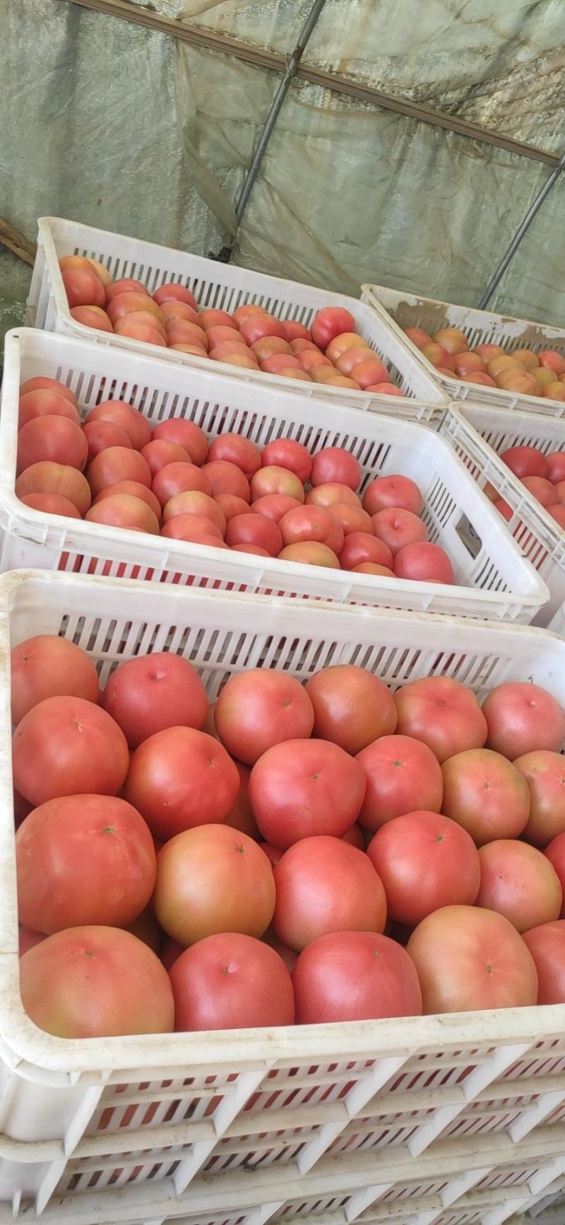 壶关旱地精品西红柿。保质保量，量大从优。
