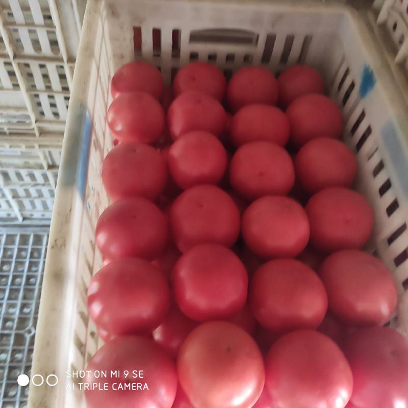 山西省长治市壶关精品旱地西红柿。口感好，价格合适。