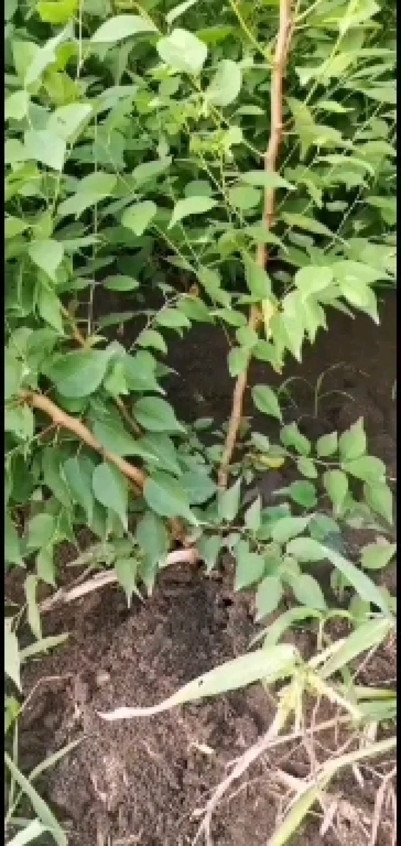 优质山杏杯苗，优质裸根苗，基地一手货源，欢迎致电联系