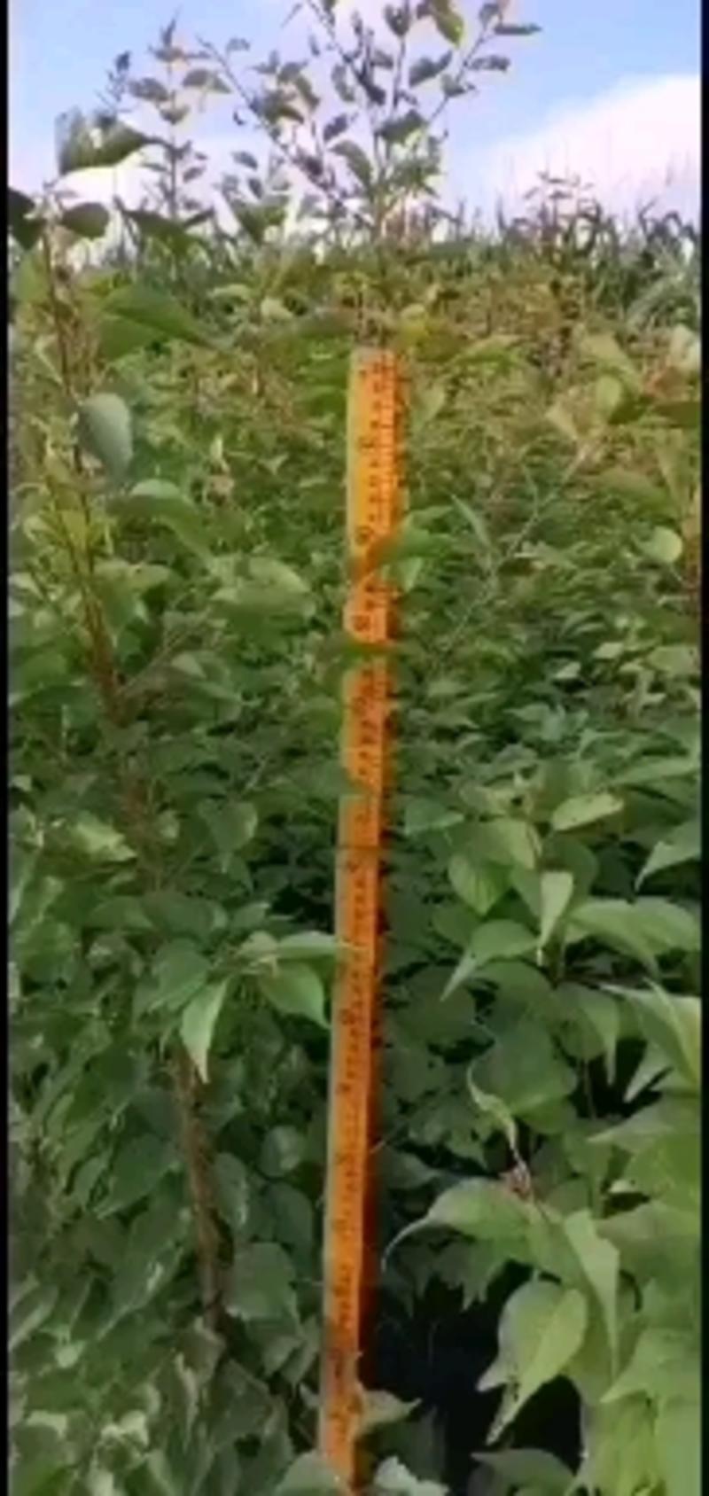 吉林省长春山杏树苗，苗木基地，一手货源，欢迎致电联系
