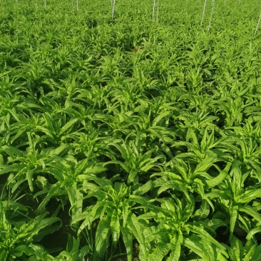 大众蔬菜基地丨挣钱才是硬道理！