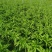大众蔬菜基地丨挣钱才是硬道理！
