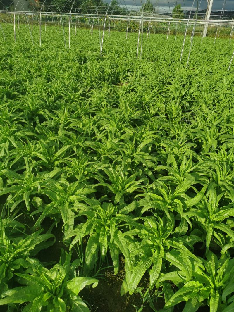 大众蔬菜基地丨挣钱才是硬道理！
