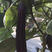 茄子苗，嫁接长茄苗，高温天气果色依然深紫红，不易褪色
