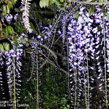 【精选】100亩长穗花紫藤品种，基地直发品种对版（九尺）