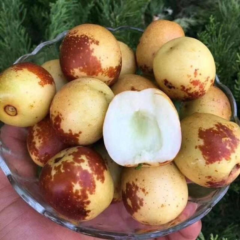 黄骅冬枣实力代办种植大户
