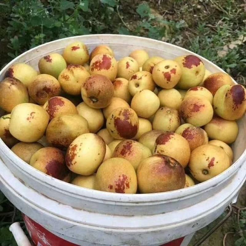 黄骅冬枣实力代办种植大户