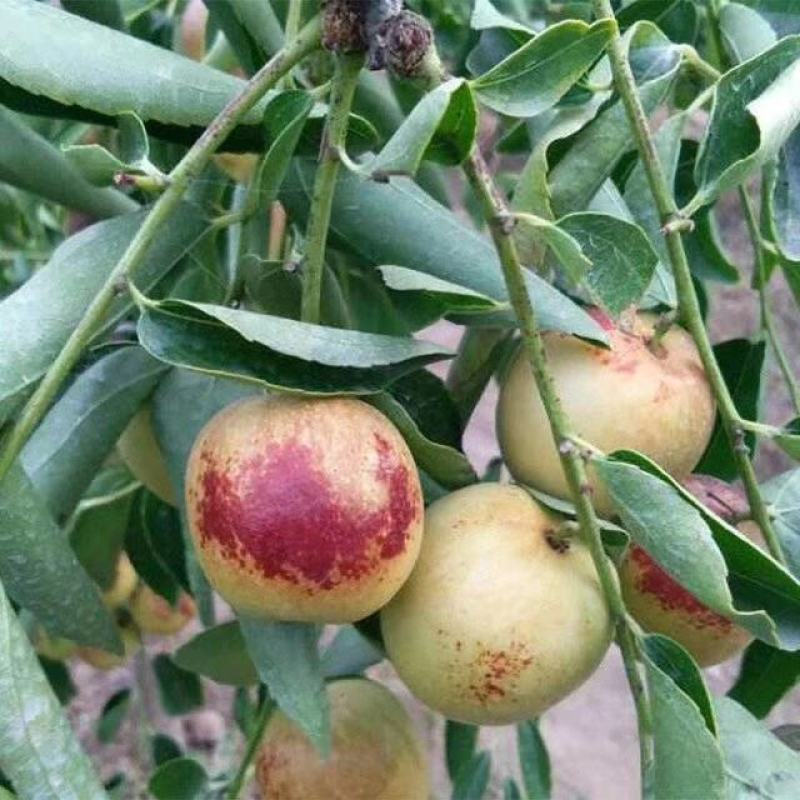 黄骅冬枣实力代办种植大户