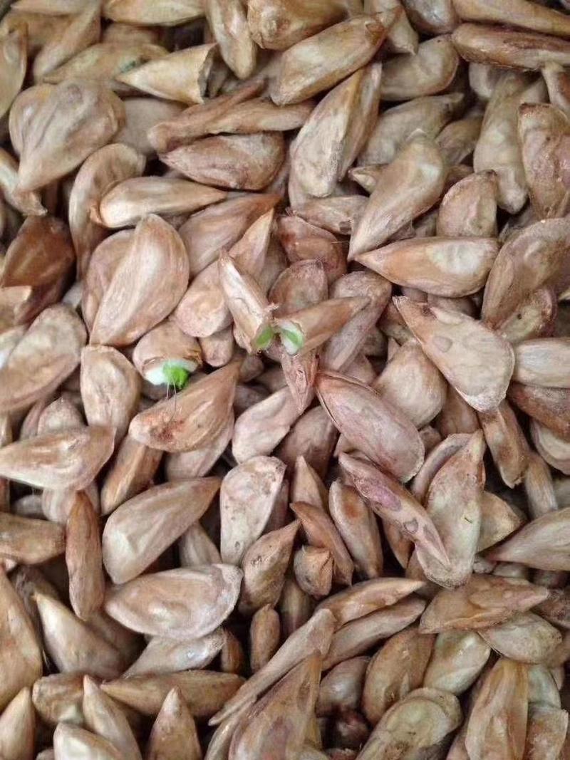 进口印度雪松种子雪松种子发芽率新采摘种子提供技术种植
