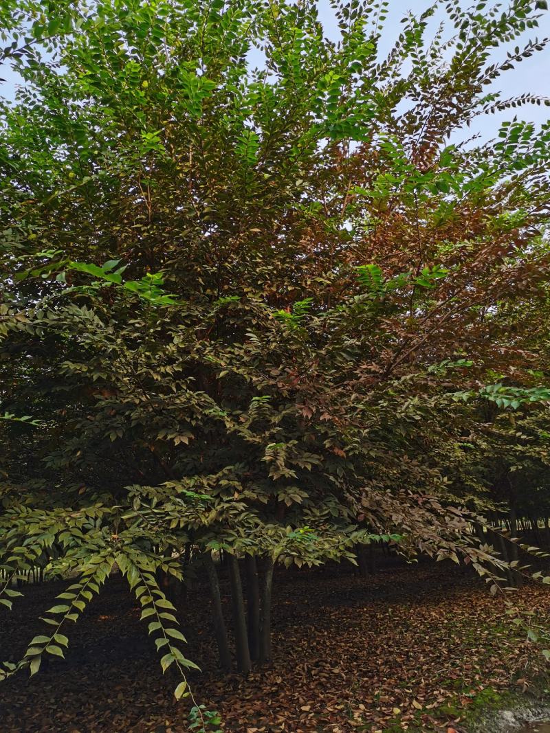 基地出售丛生榉树，多杆丛生榉树，拼栽丛生，原生丛生榉树