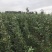 博郡农业基地出售苹果苗一公分以上苹果树品种齐全