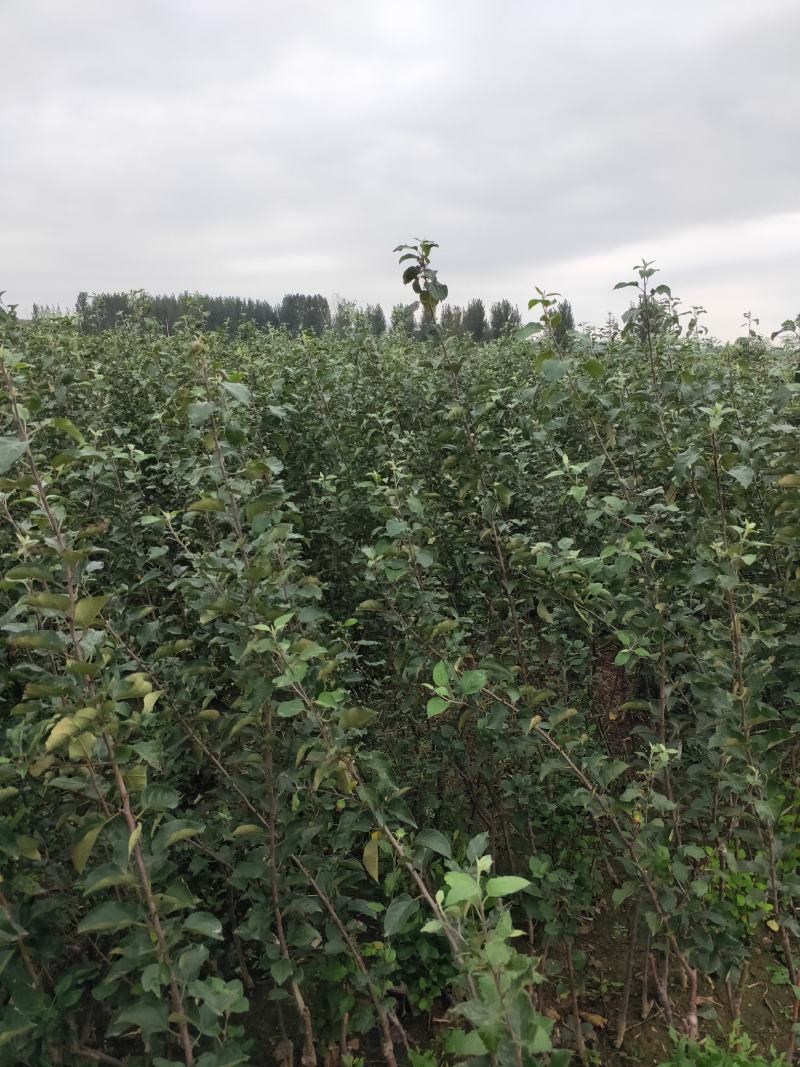 博郡农业基地出售苹果苗一公分以上苹果树品种齐全
