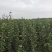 博郡农业基地出售苹果苗一公分以上苹果树品种齐全