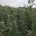 博郡农业基地出售苹果苗一公分以上苹果树品种齐全