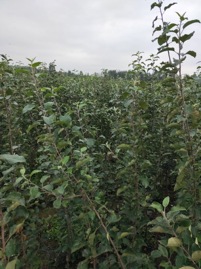 博郡农业基地出售苹果苗一公分以上苹果树品种齐全